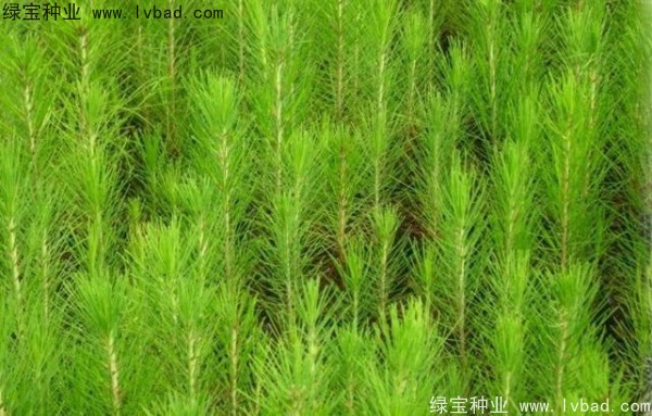 <a href='http://njszjj.com/linmuzhongzi/1708.html' target='_blank'>馬尾松種子</a>