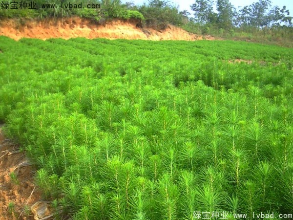 馬尾松<a href='http://njszjj.com/' target='_blank'>種子</a>