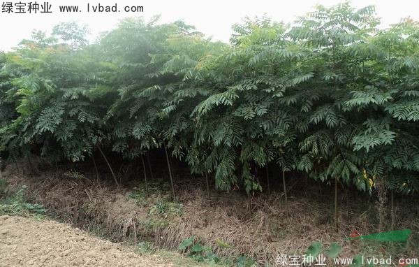 <a href='http://njszjj.com/linmuzhongzi/1710.html' target='_blank'>欒樹種子</a>