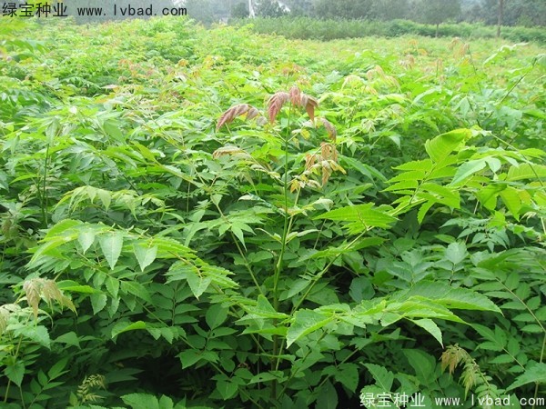 <a href='http://njszjj.com/linmuzhongzi/1710.html' target='_blank'>欒樹種子</a>