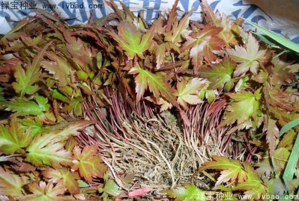 <a href='http://njszjj.com/linmuzhongzi/1711.html' target='_blank'>雞爪槭</a><a href='http://njszjj.com/' target='_blank'>種子</a>