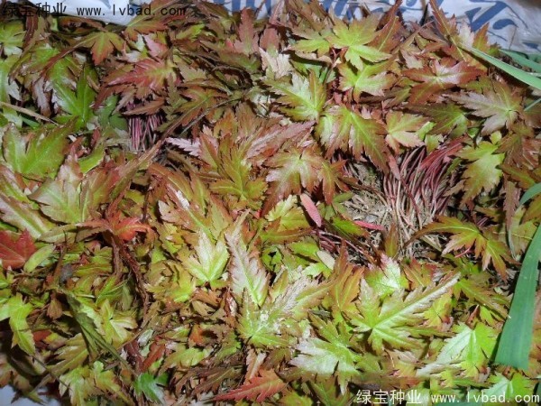 <a href='http://njszjj.com/linmuzhongzi/1711.html' target='_blank'>雞爪槭種子</a>