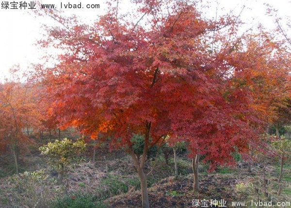 雞爪槭<a href='http://njszjj.com/' target='_blank'>種子</a>
