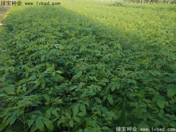<a href='http://njszjj.com/linmuzhongzi/1712.html' target='_blank'>白蠟種子</a>
