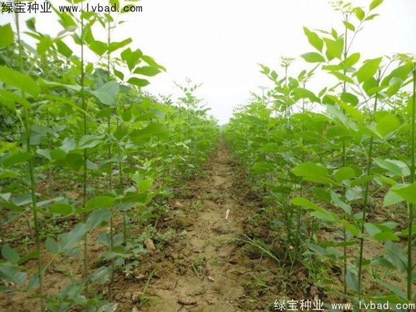 白蠟<a href='http://njszjj.com/' target='_blank'>種子</a>