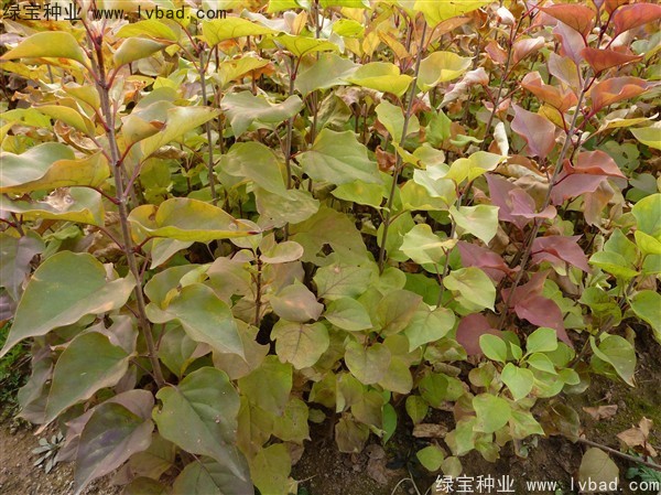 <a href='http://njszjj.com/linmuzhongzi/1713.html' target='_blank'>丁香</a><a href='http://njszjj.com/' target='_blank'>種子</a>