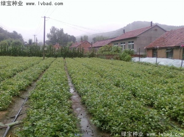 <a href='http://njszjj.com/linmuzhongzi/1713.html' target='_blank'>丁香種子</a>