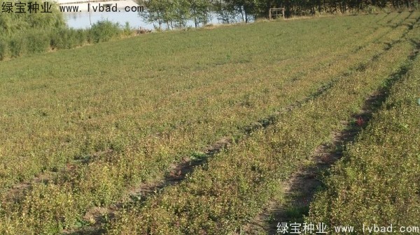 <a href='http://njszjj.com/linmuzhongzi/1713.html' target='_blank'>丁香種子</a>