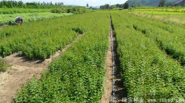<a href='http://njszjj.com/linmuzhongzi/1713.html' target='_blank'>丁香種子</a>