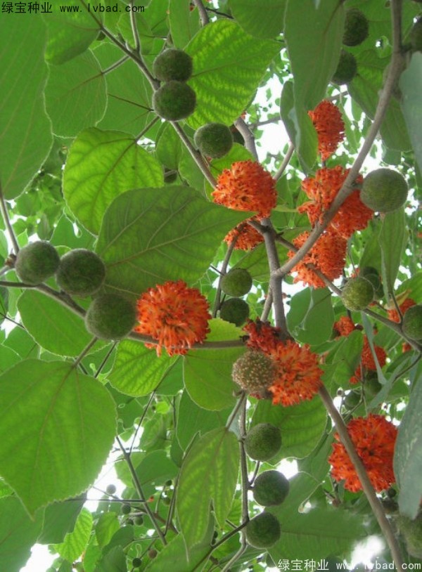 <a href='http://njszjj.com/linmuzhongzi/1714.html' target='_blank'>構樹</a><a href='http://njszjj.com/' target='_blank'>種子</a>