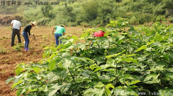 <a href='http://njszjj.com/linmuzhongzi/1714.html' target='_blank'>構樹種子</a>