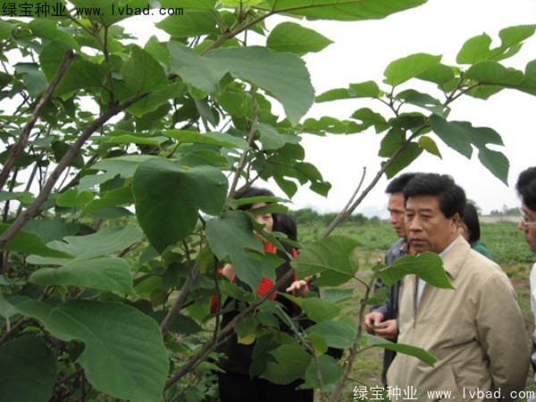 <a href='http://njszjj.com/linmuzhongzi/1714.html' target='_blank'>構樹</a><a href='http://njszjj.com/' target='_blank'>種子</a>