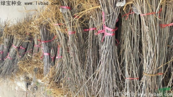 <a href='http://njszjj.com/linmuzhongzi/1714.html' target='_blank'>構樹種子</a>
