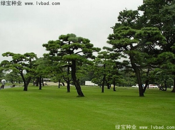 <a href='http://njszjj.com/linmuzhongzi/1716.html' target='_blank'>黑松種子</a>