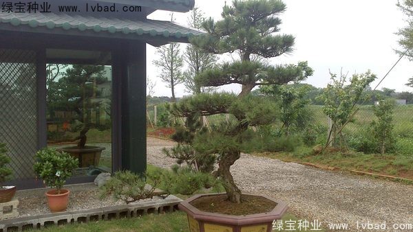 <a href='http://njszjj.com/linmuzhongzi/1716.html' target='_blank'>黑松</a><a href='http://njszjj.com/' target='_blank'>種子</a>