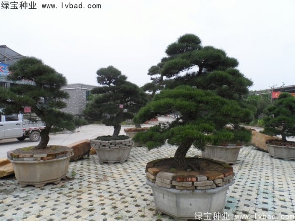 <a href='http://njszjj.com/linmuzhongzi/1716.html' target='_blank'>黑松種子</a>