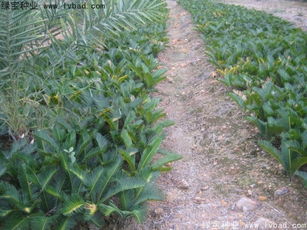 <a href='http://njszjj.com/linmuzhongzi/1717.html' target='_blank'>鐵樹種子</a>