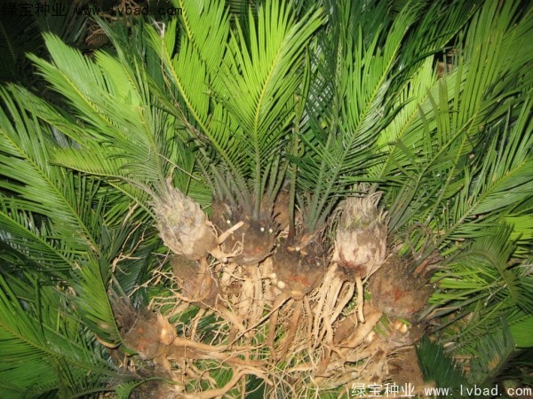 <a href='http://njszjj.com/linmuzhongzi/1717.html' target='_blank'>鐵樹</a><a href='http://njszjj.com/' target='_blank'>種子</a>