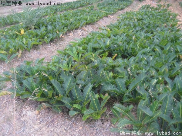 <a href='http://njszjj.com/linmuzhongzi/1717.html' target='_blank'>鐵樹種子</a>