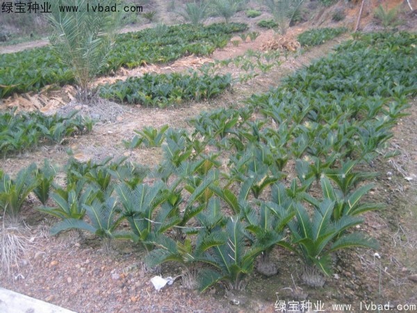<a href='http://njszjj.com/linmuzhongzi/1717.html' target='_blank'>鐵樹</a><a href='http://njszjj.com/' target='_blank'>種子</a>
