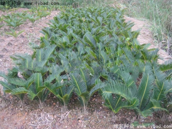 <a href='http://njszjj.com/linmuzhongzi/1717.html' target='_blank'>鐵樹</a><a href='http://njszjj.com/' target='_blank'>種子</a>