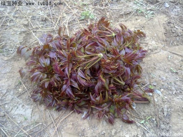 <a href='http://njszjj.com/linmuzhongzi/1719.html' target='_blank'>香椿種子</a>