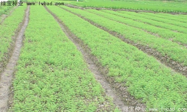 <a href='http://njszjj.com/linmuzhongzi/1720.html' target='_blank'>水杉</a><a href='http://njszjj.com/' target='_blank'>種子</a>