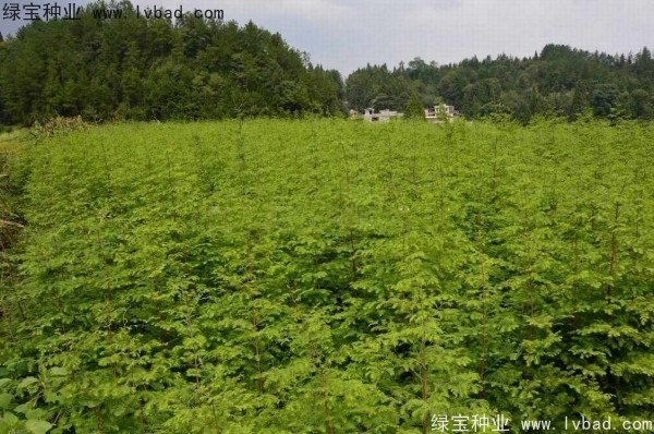 <a href='http://njszjj.com/linmuzhongzi/1720.html' target='_blank'>水杉</a><a href='http://njszjj.com/' target='_blank'>種子</a>