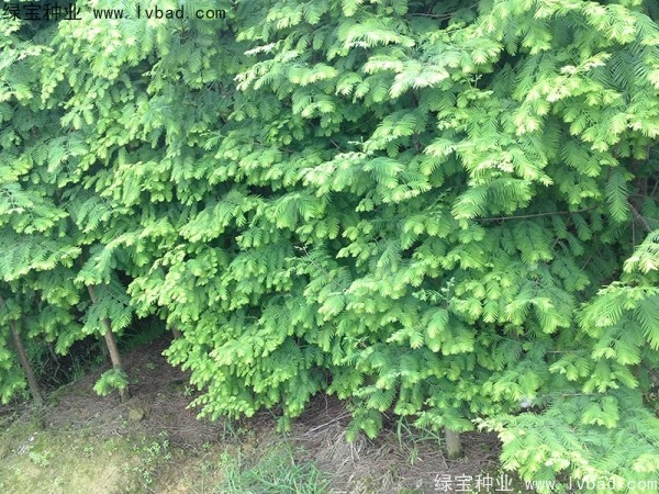 <a href='http://njszjj.com/linmuzhongzi/1720.html' target='_blank'>水杉種子</a>