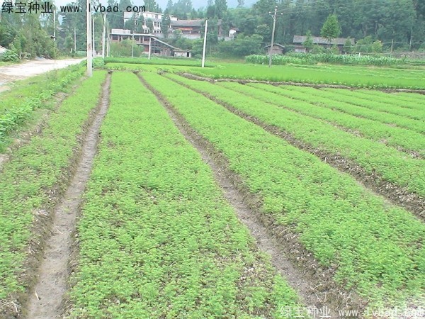 水杉<a href='http://njszjj.com/' target='_blank'>種子</a>