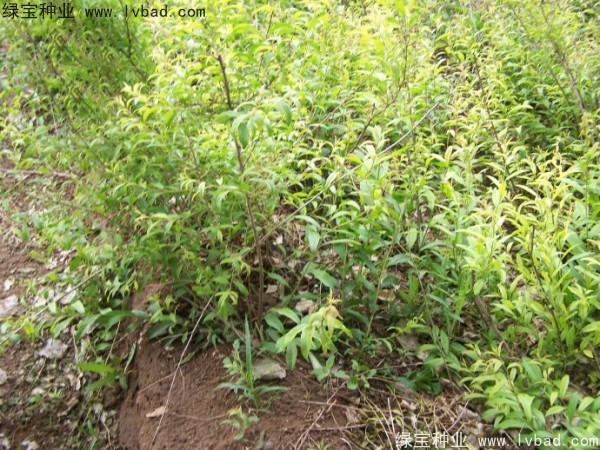 <a href='http://njszjj.com/linmuzhongzi/1721.html' target='_blank'>文冠果種子</a>