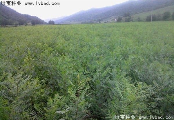 <a href='http://njszjj.com/linmuzhongzi/1721.html' target='_blank'>文冠果種子</a>