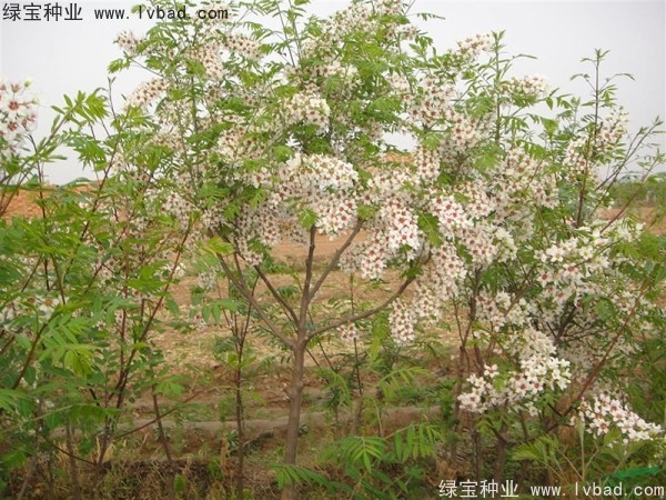 文冠果<a href='http://njszjj.com/' target='_blank'>種子</a>