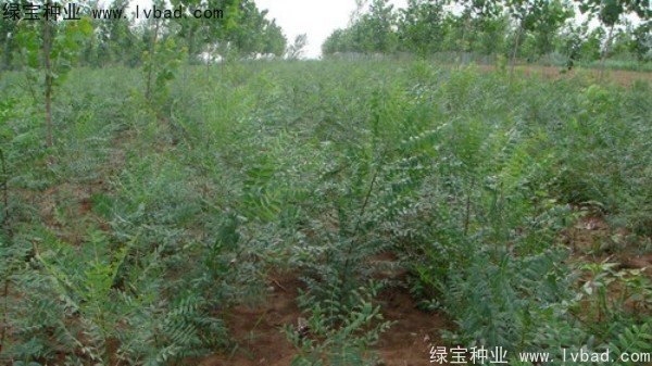 <a href='http://njszjj.com/linmuzhongzi/1721.html' target='_blank'>文冠果種子</a>