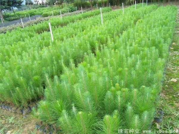 <a href='http://njszjj.com/linmuzhongzi/1722.html' target='_blank'>濕地松</a><a href='http://njszjj.com/' target='_blank'>種子</a>