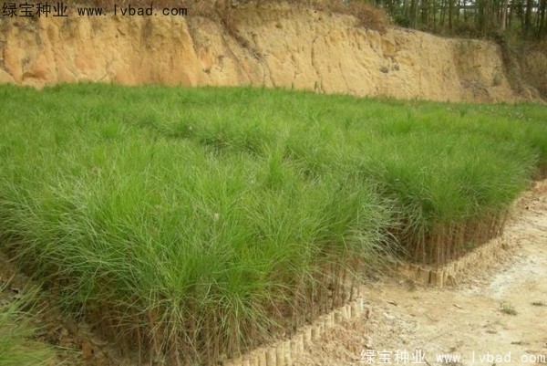 <a href='http://njszjj.com/linmuzhongzi/1722.html' target='_blank'>濕地松種子</a>