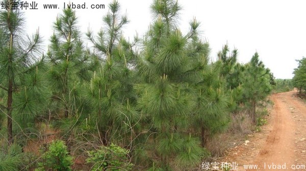 濕地松<a href='http://njszjj.com/' target='_blank'>種子</a>