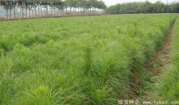 <a href='http://njszjj.com/linmuzhongzi/1722.html' target='_blank'>濕地松種子</a>