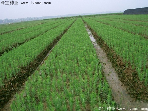 <a href='http://njszjj.com/linmuzhongzi/1722.html' target='_blank'>濕地松種子</a>