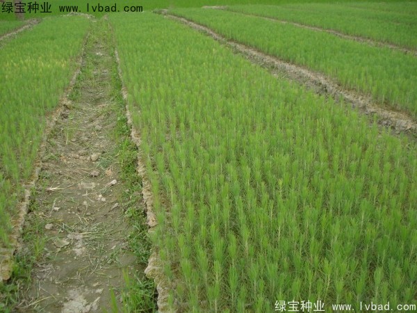 濕地松<a href='http://njszjj.com/' target='_blank'>種子</a>
