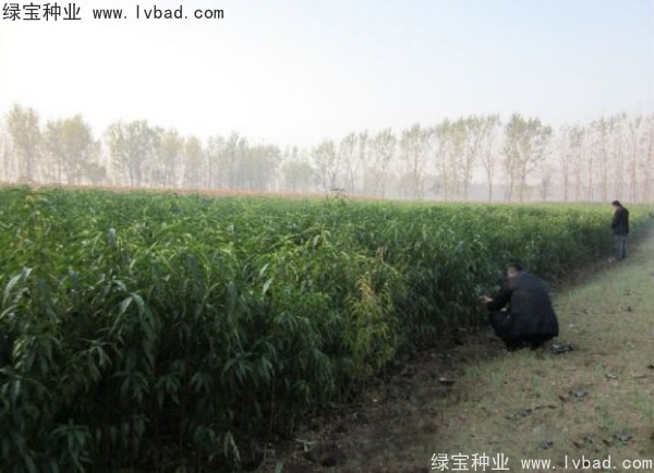 <a href='http://njszjj.com/linmuzhongzi/1723.html' target='_blank'>桃樹種子</a>
