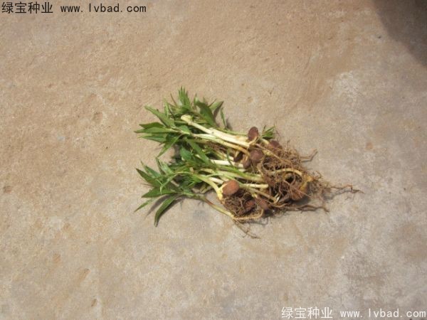<a href='http://njszjj.com/linmuzhongzi/1723.html' target='_blank'>桃樹</a><a href='http://njszjj.com/' target='_blank'>種子</a>