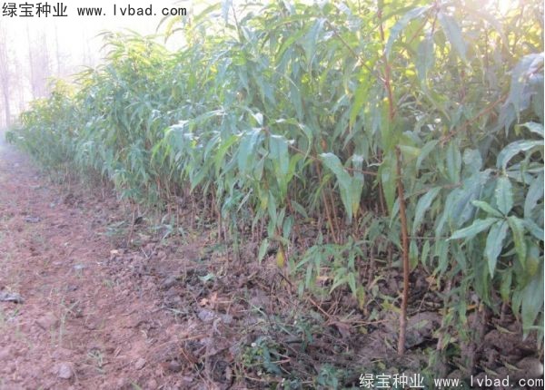 <a href='http://njszjj.com/linmuzhongzi/1723.html' target='_blank'>桃樹種子</a>