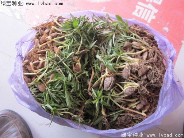 <a href='http://njszjj.com/linmuzhongzi/1723.html' target='_blank'>桃樹</a><a href='http://njszjj.com/' target='_blank'>種子</a>