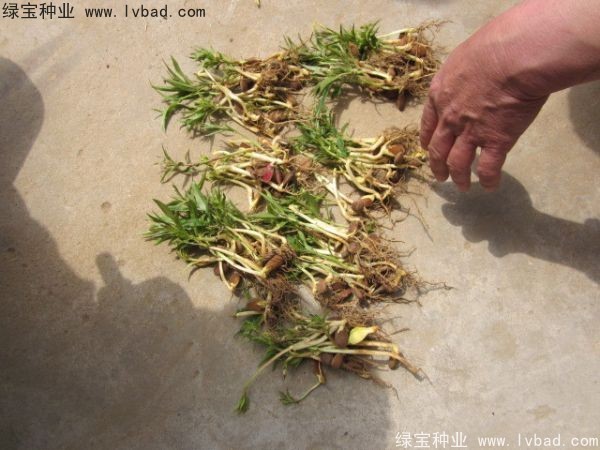 <a href='http://njszjj.com/linmuzhongzi/1723.html' target='_blank'>桃樹種子</a>