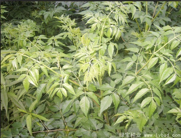 苦楝<a href='http://njszjj.com/' target='_blank'>種子</a>