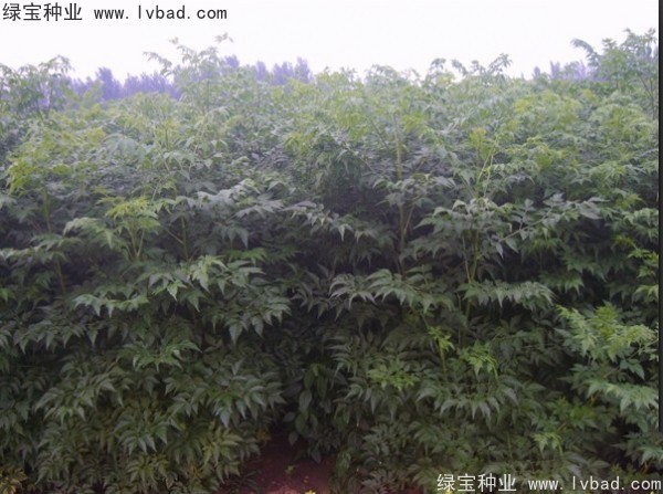 <a href='http://njszjj.com/linmuzhongzi/1725.html' target='_blank'>苦楝</a><a href='http://njszjj.com/' target='_blank'>種子</a>