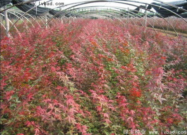 <a href='http://njszjj.com/linmuzhongzi/1726.html' target='_blank'>日本紅楓</a><a href='http://njszjj.com/' target='_blank'>種子</a>