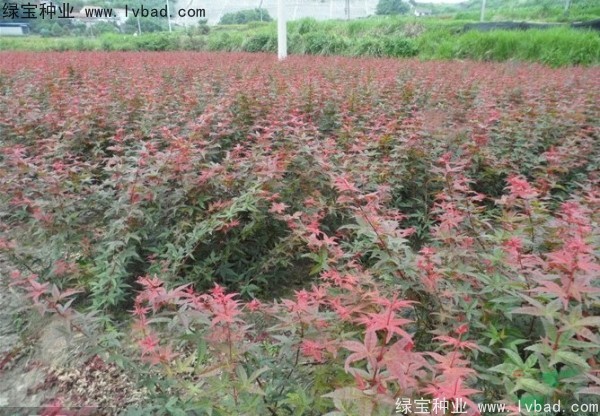 日本<a href='http://njszjj.com/linmuzhongzi/1706.html' target='_blank'>紅楓種子</a>