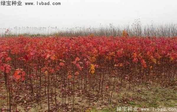 <a href='http://njszjj.com/linmuzhongzi/1726.html' target='_blank'>日本紅楓種子</a>